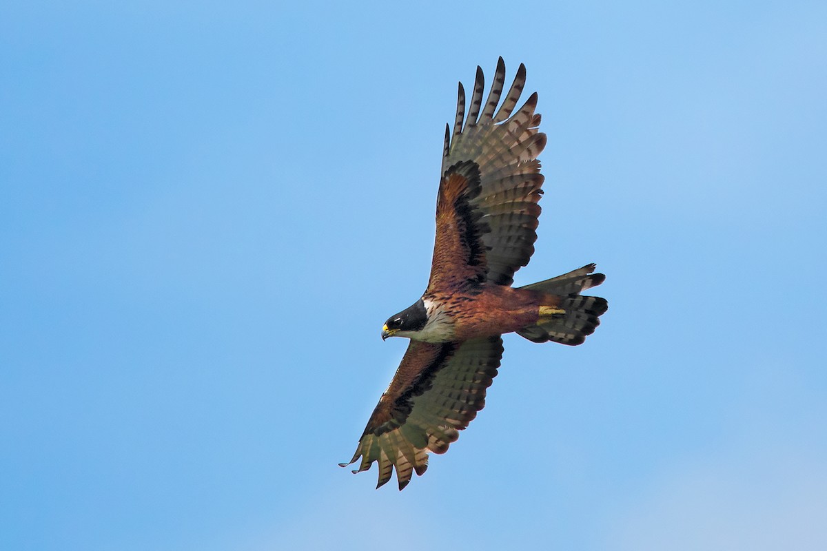 Rufous-bellied Eagle - Ayuwat Jearwattanakanok