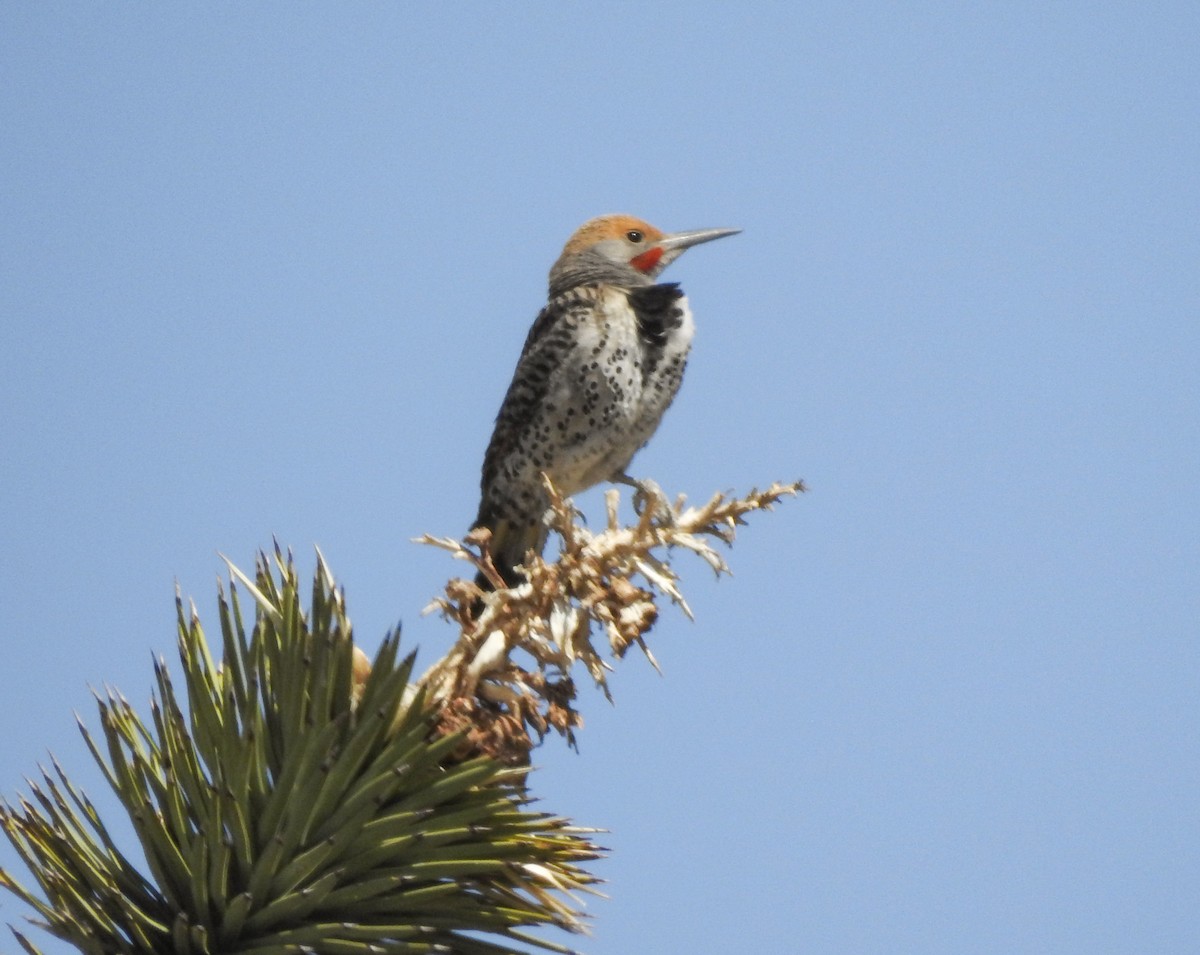 Gilded Flicker - ML343583111