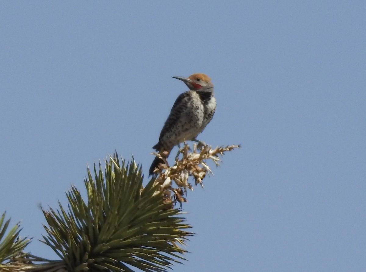 Gilded Flicker - ML343584131