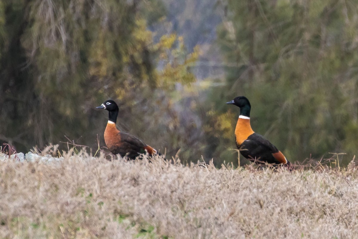 Australian Shelduck - BirdLife Murray Goulburn