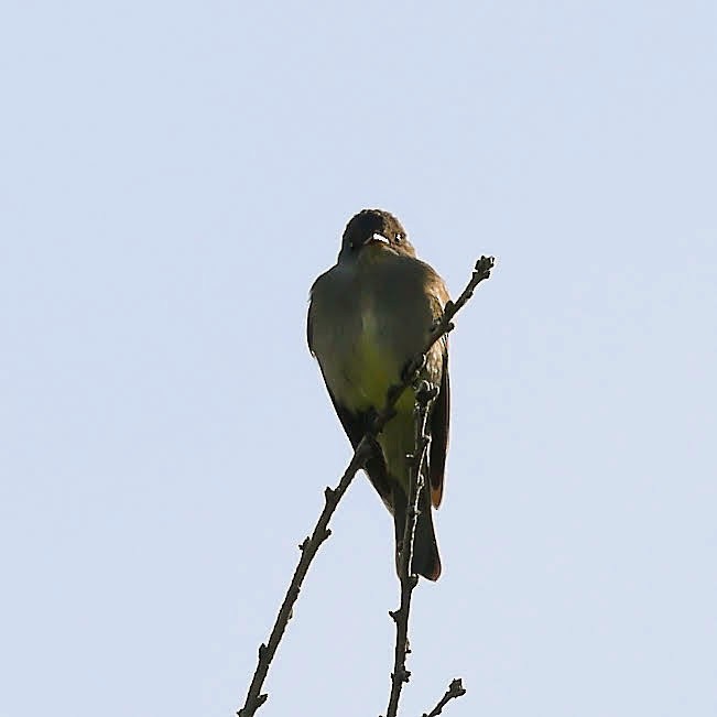 Western Wood-Pewee - Keith Leland