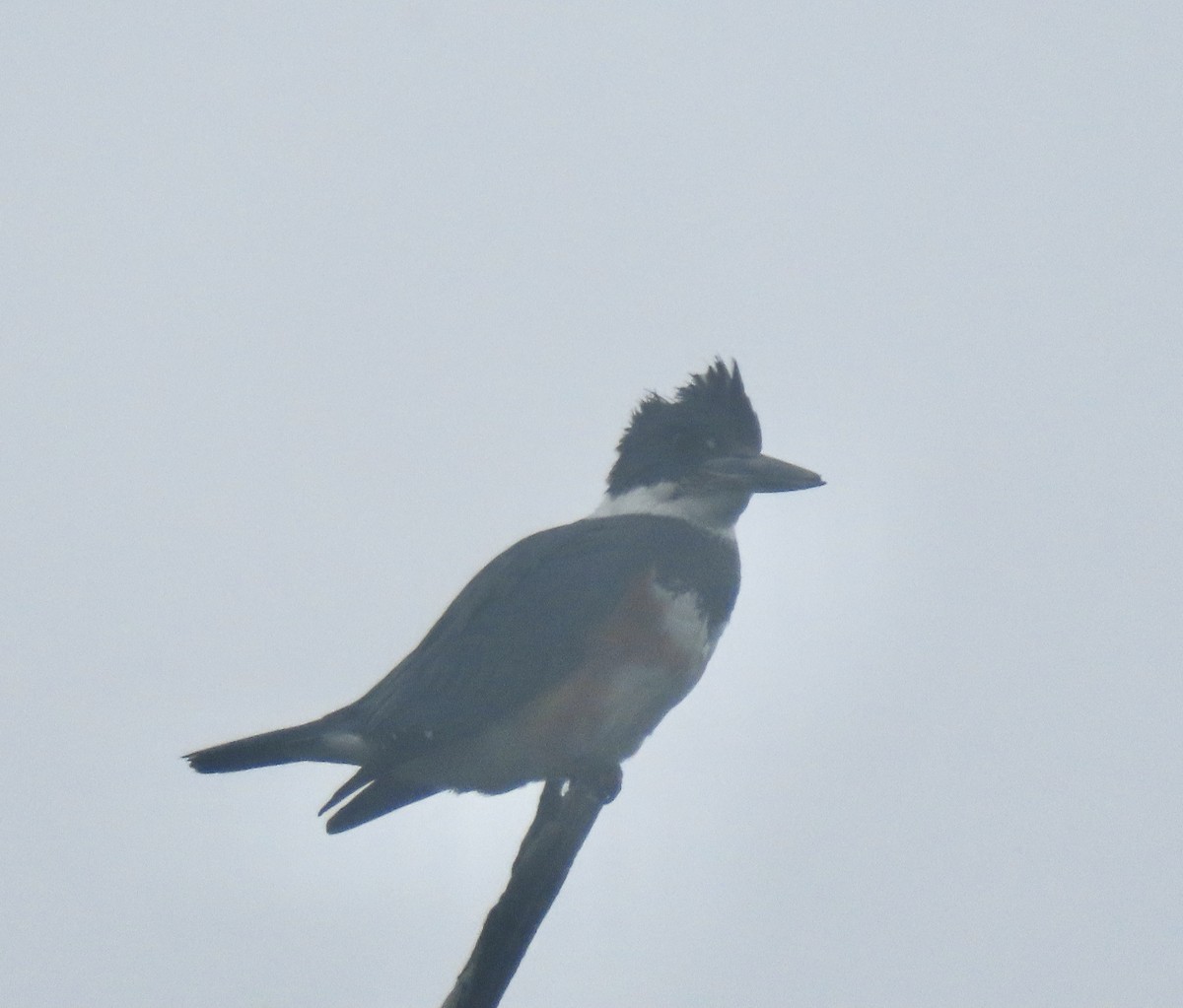 Belted Kingfisher - ML343588191