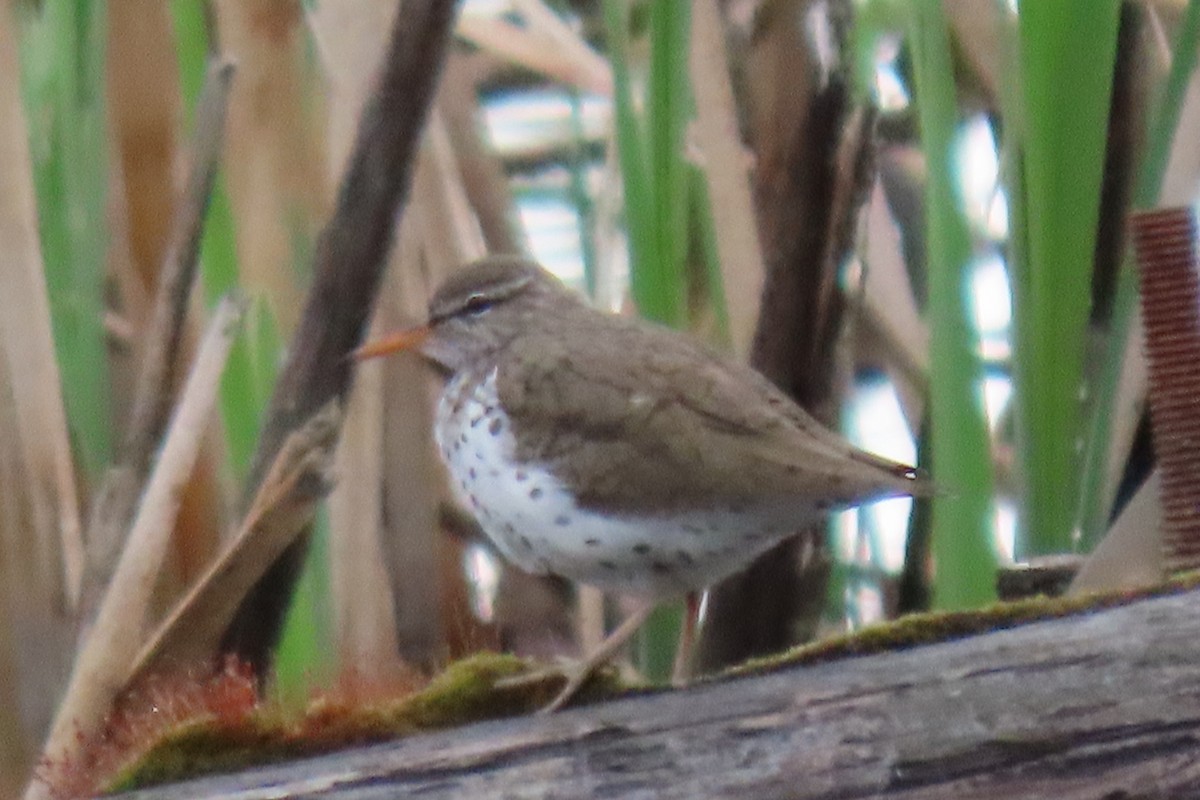 Spotted Sandpiper - Charlotte (Charlie) Sartor