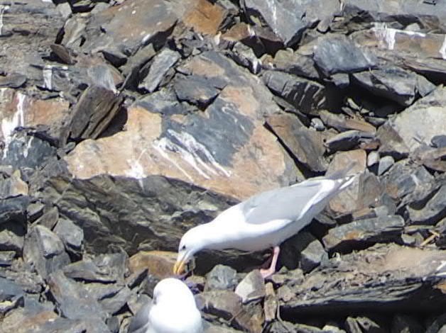 Herring x Glaucous-winged Gull (hybrid) - ML343588811