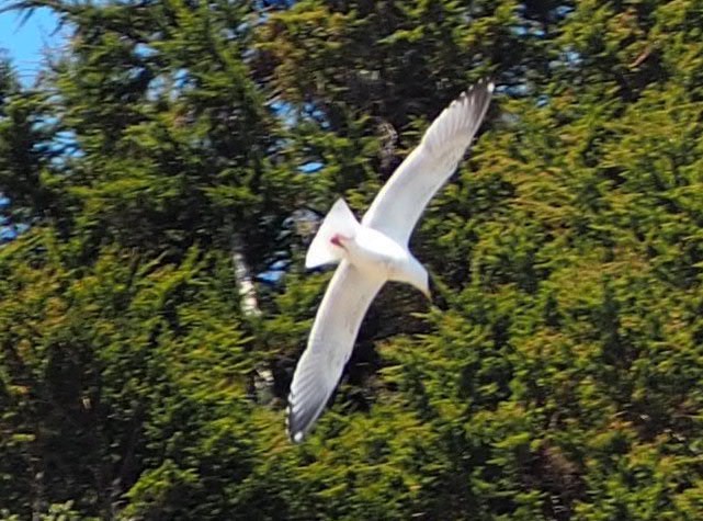 Herring x Glaucous-winged Gull (hybrid) - ML343588831