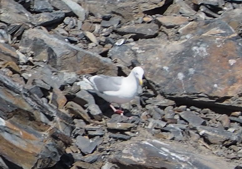 Herring x Glaucous-winged Gull (hybrid) - ML343588851