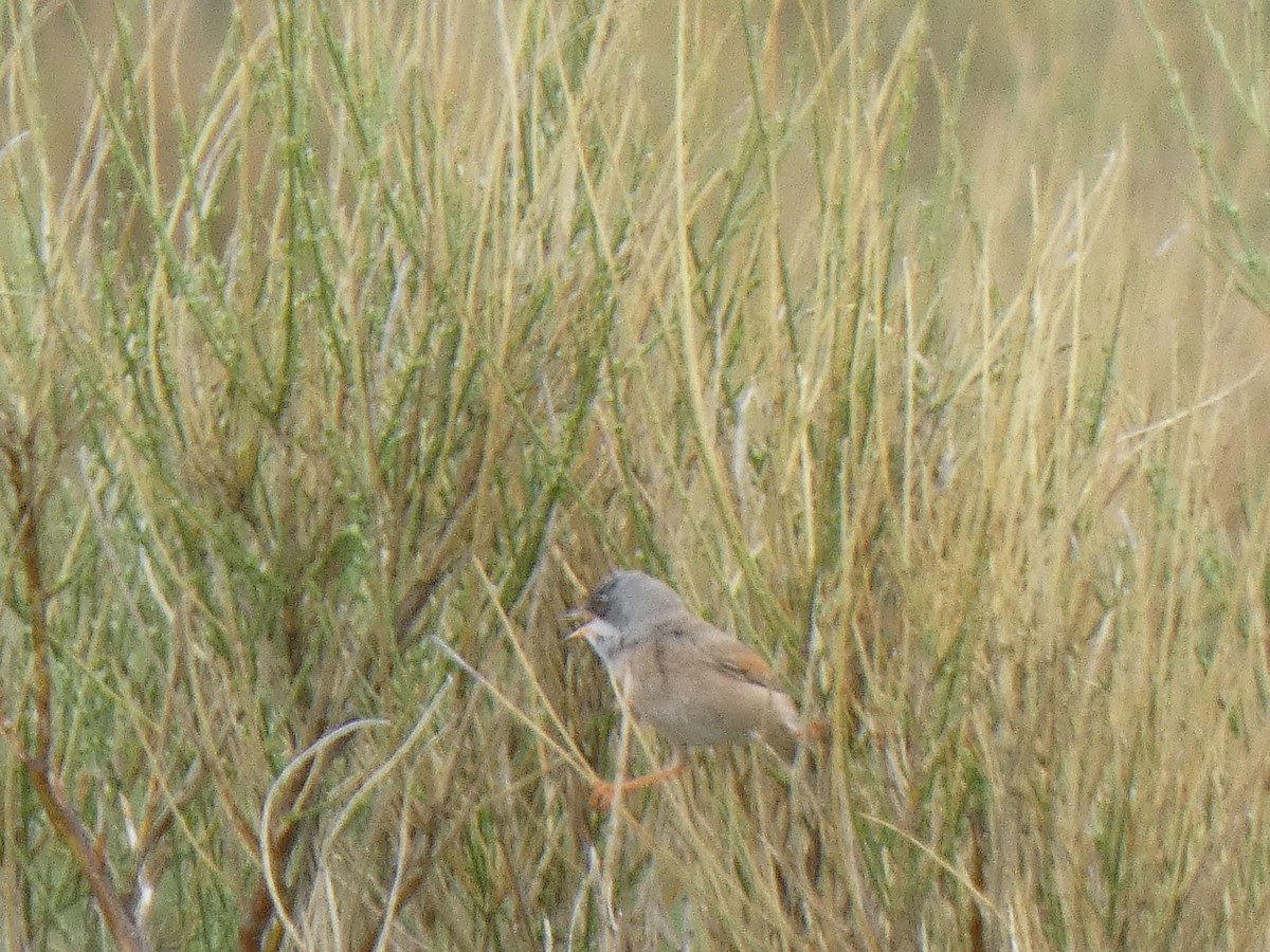 Spectacled Warbler - ML343589281