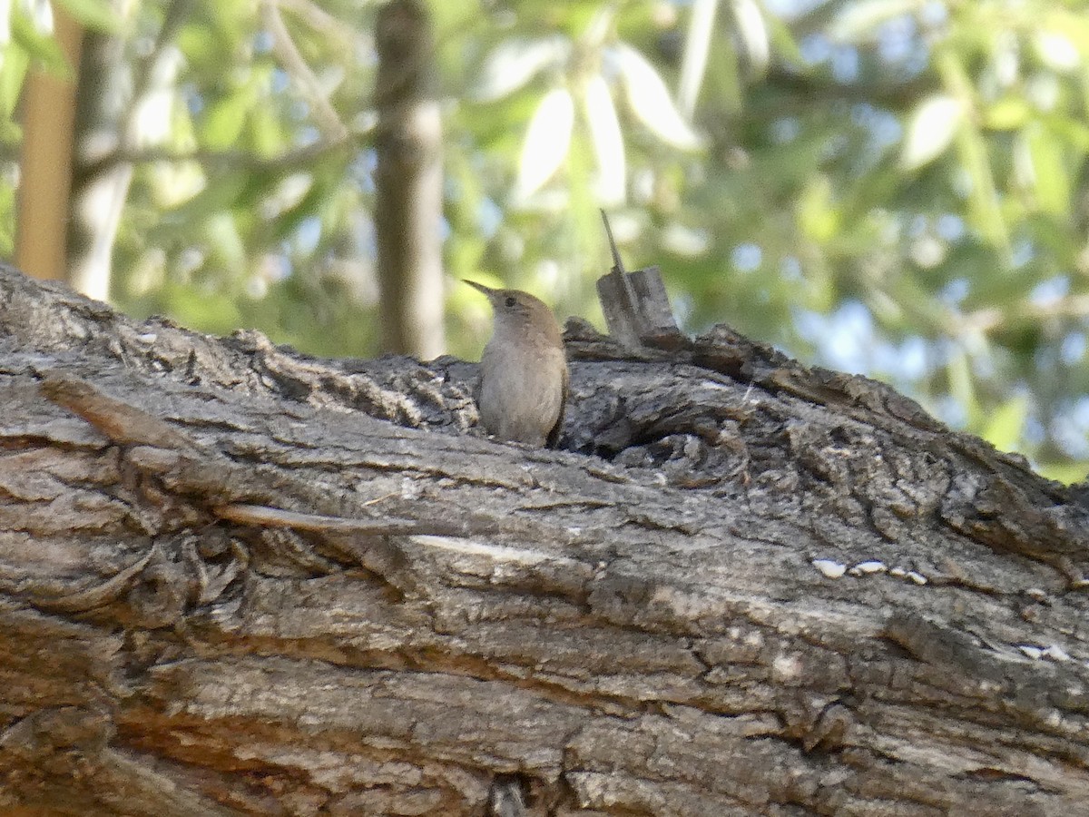 House Wren - ML343590051