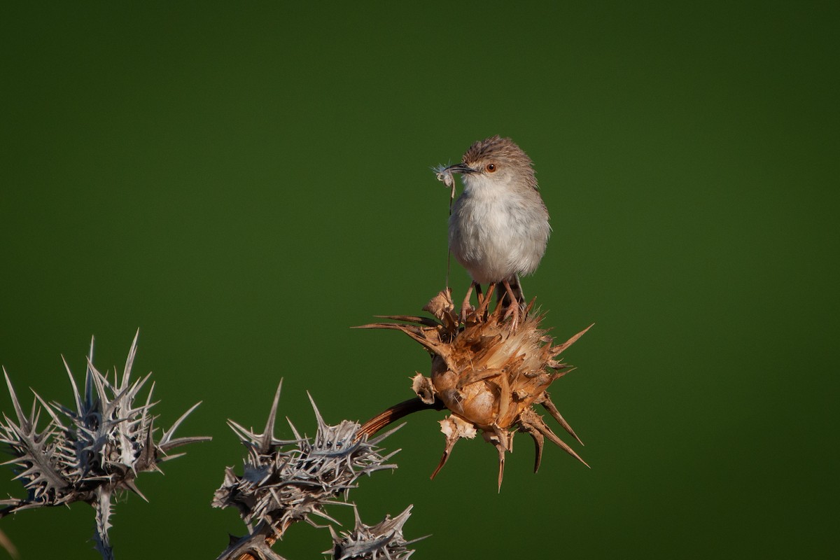 Graceful Prinia - ML343591281