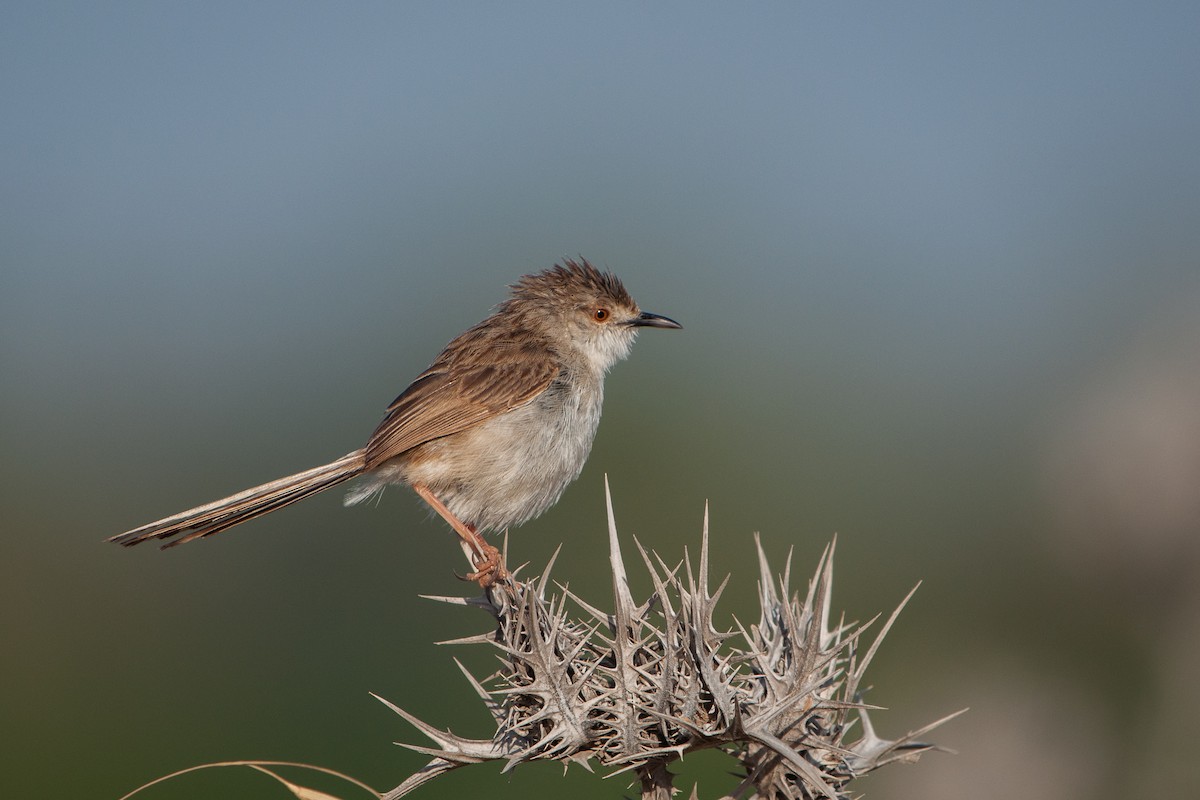 Graceful Prinia - ML343591371