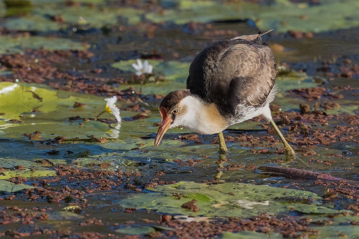 Comb-crested Jacana - ML343595591