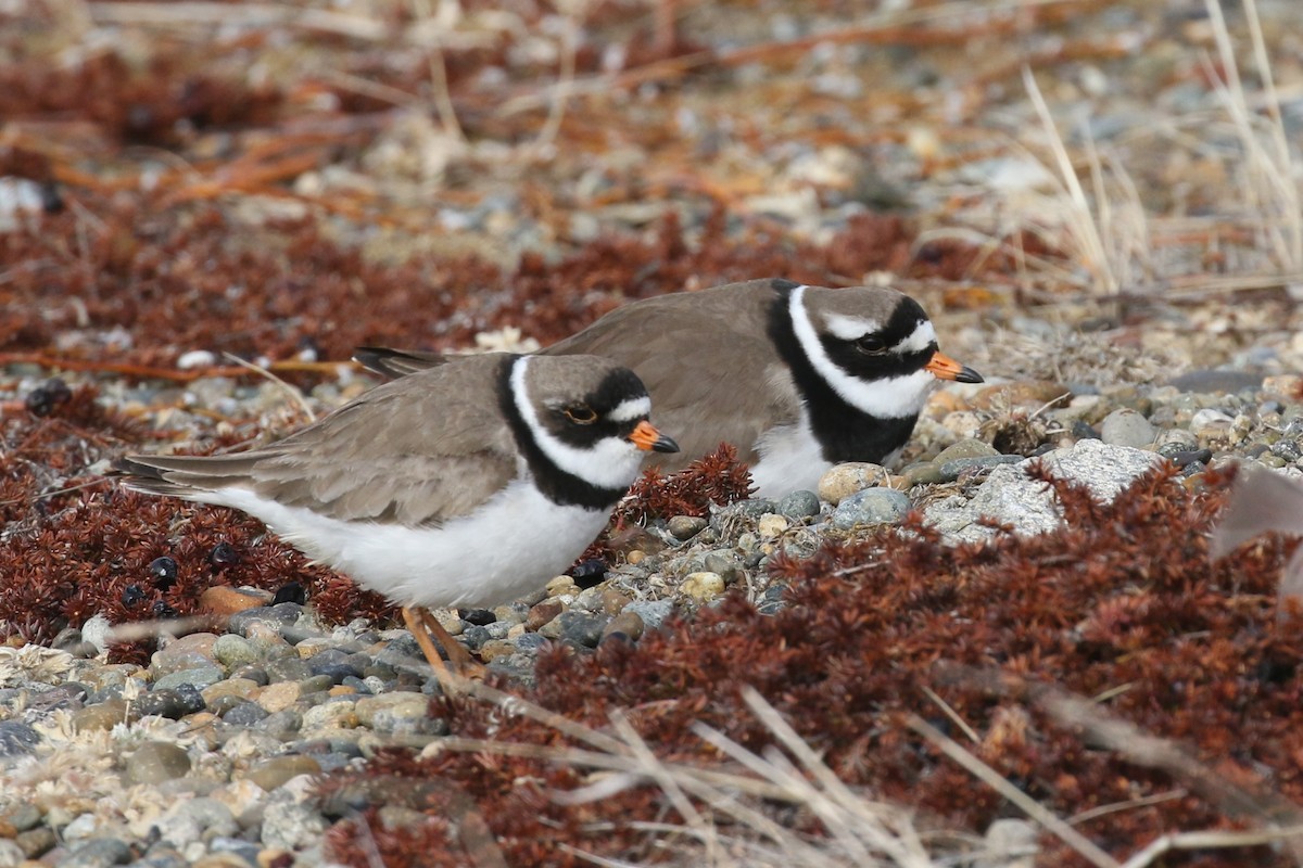 Semipalmated Plover - Ethan Goodman