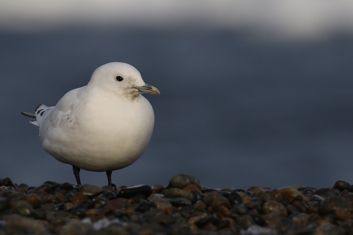 Mouette blanche - ML343597751