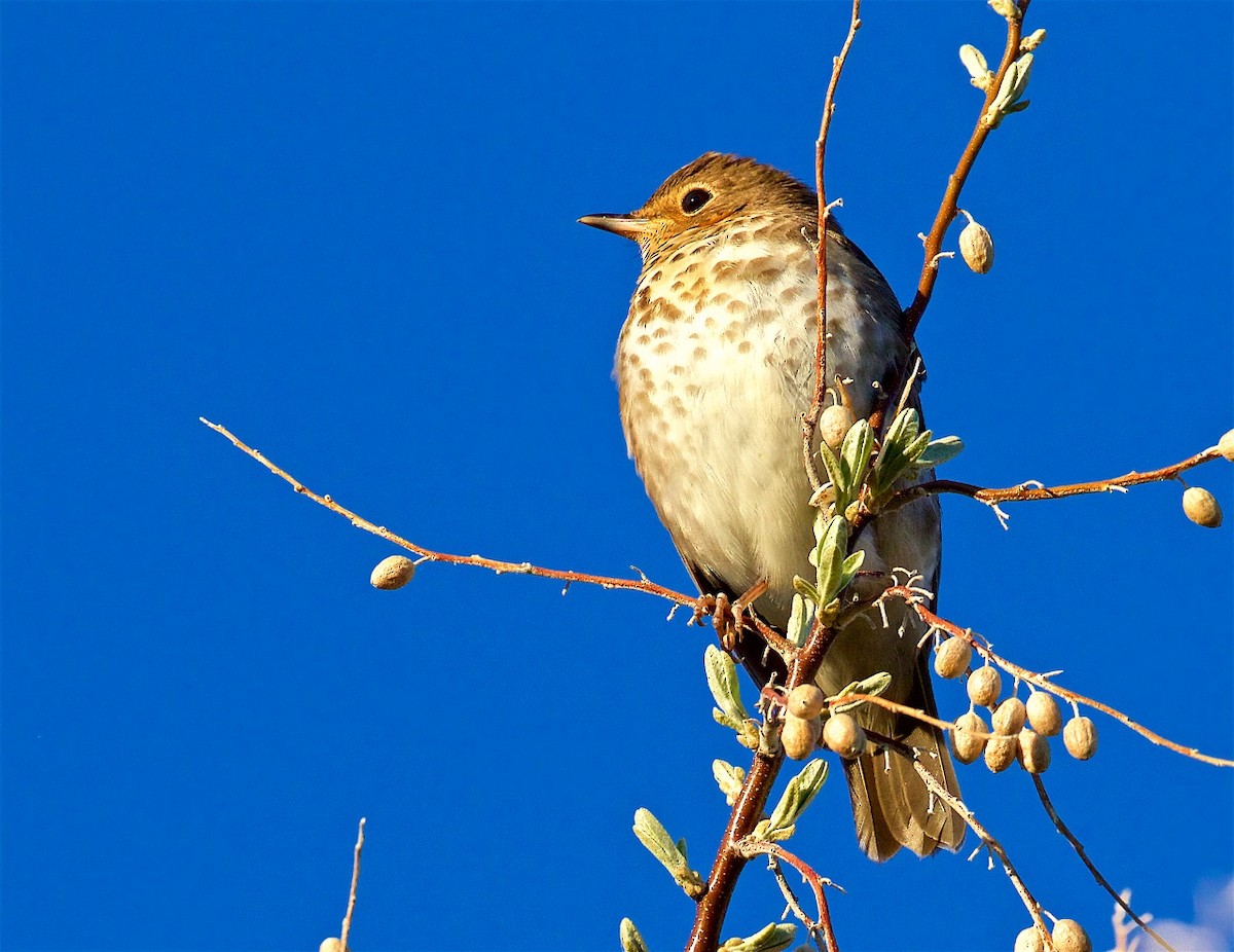 Swainson's Thrush - ML343598341