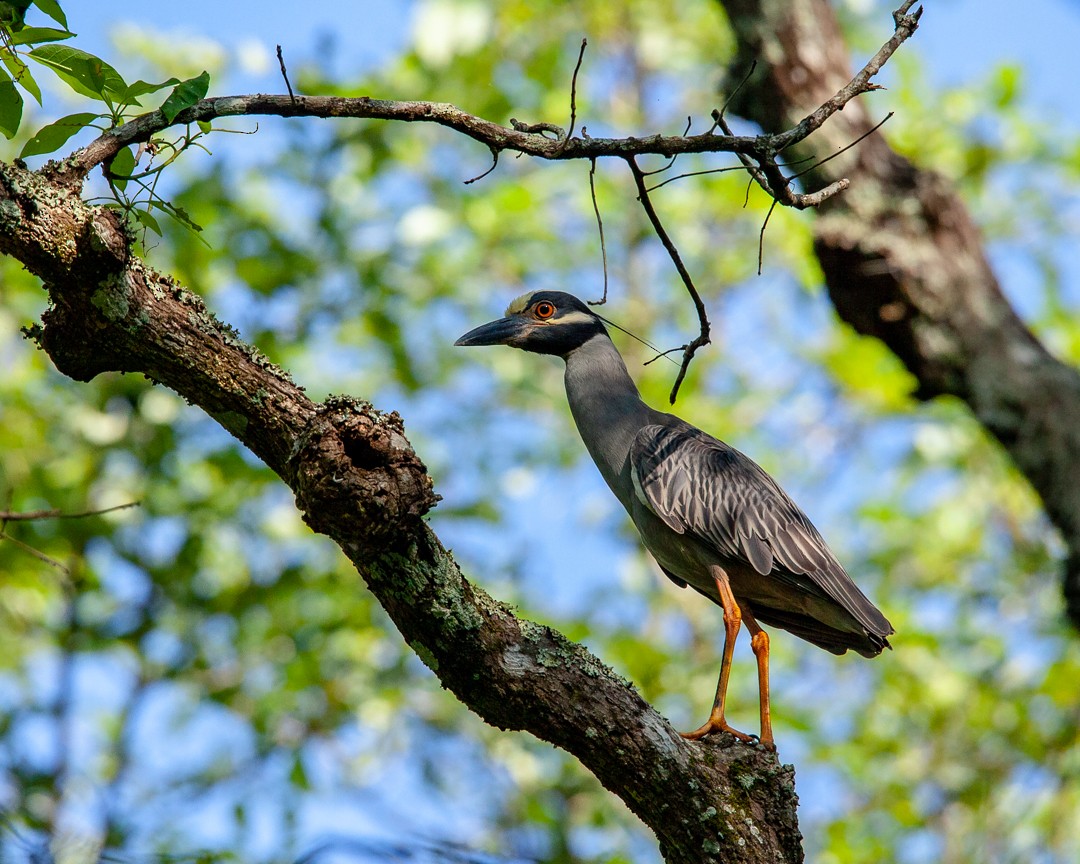 Yellow-crowned Night Heron - Christopher Oubre