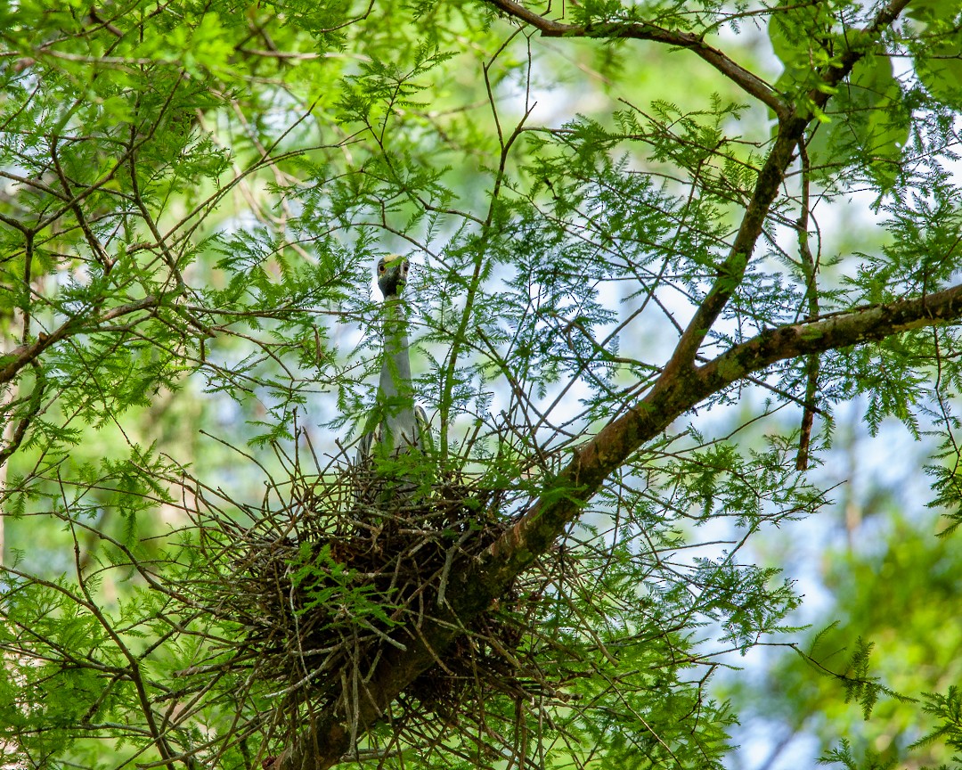 Yellow-crowned Night Heron - ML343599291