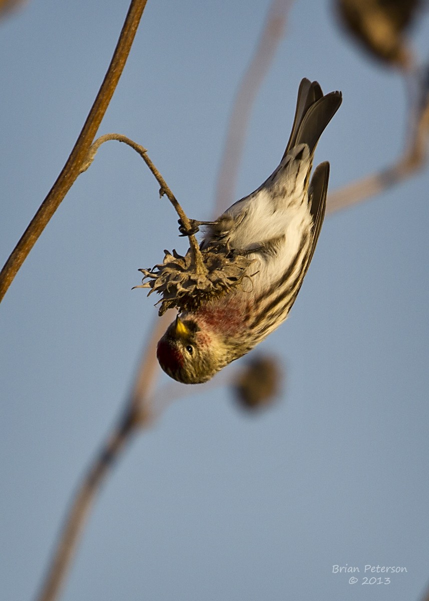 Common Redpoll - ML34360131