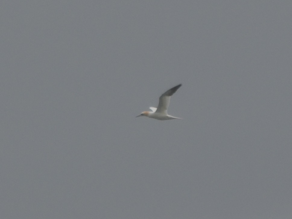 Northern Gannet - ML343601351