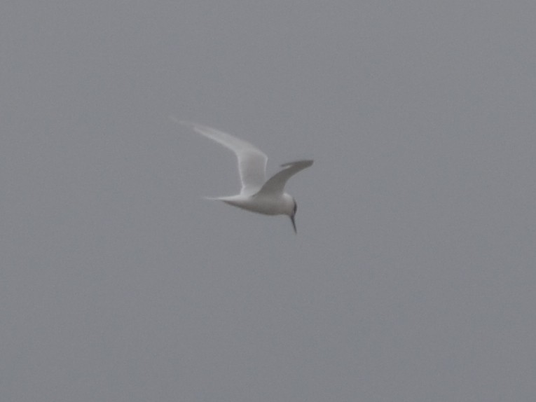 Sandwich Tern - ML343601371