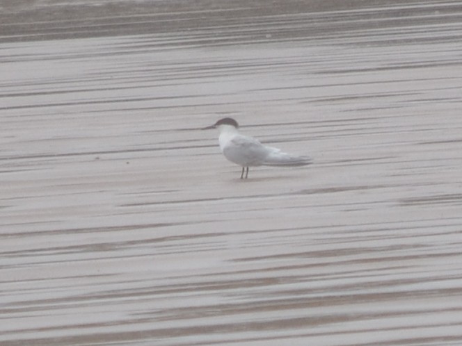 Sandwich Tern - ML343601381