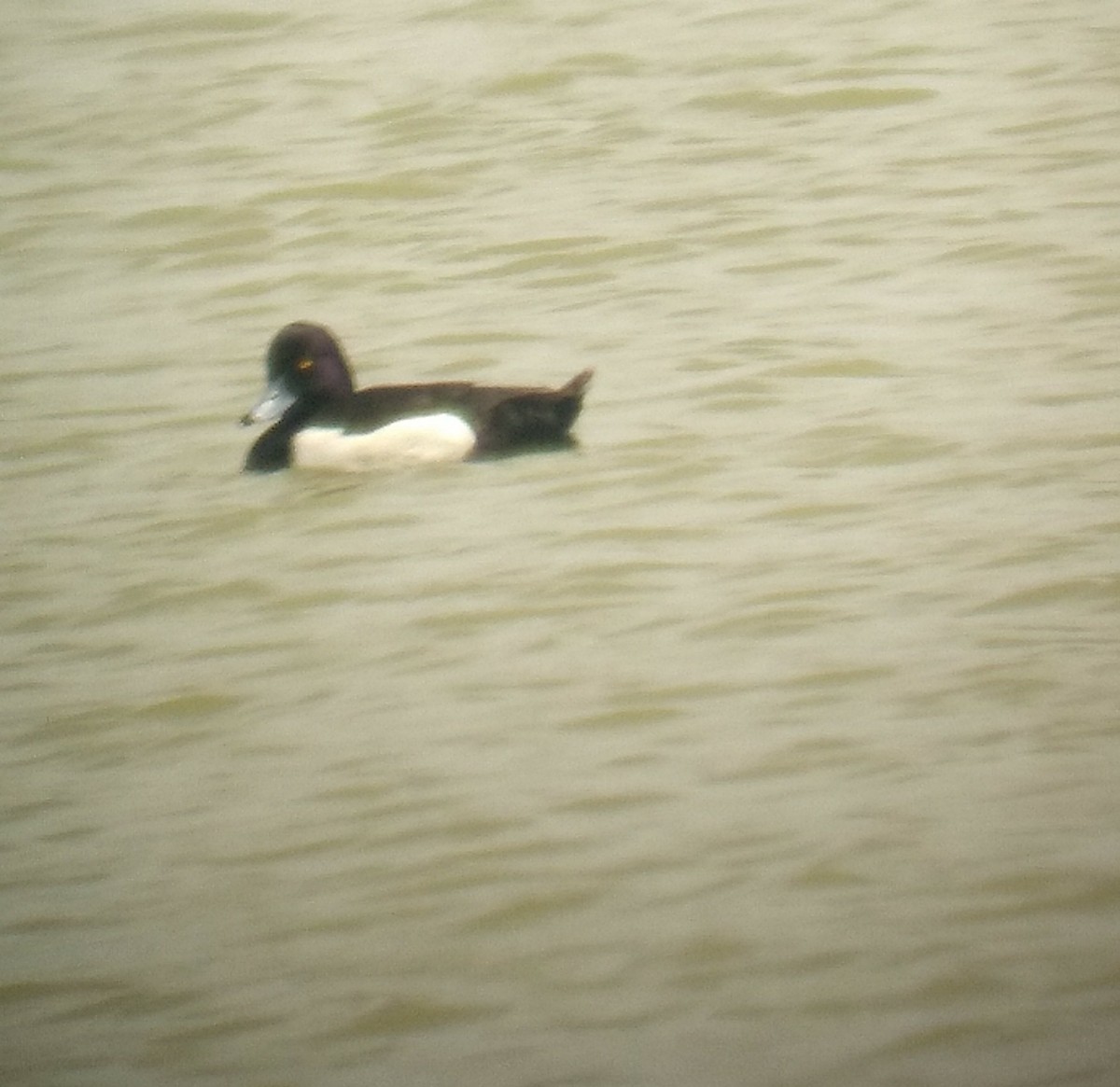 Tufted Duck - ML343602671