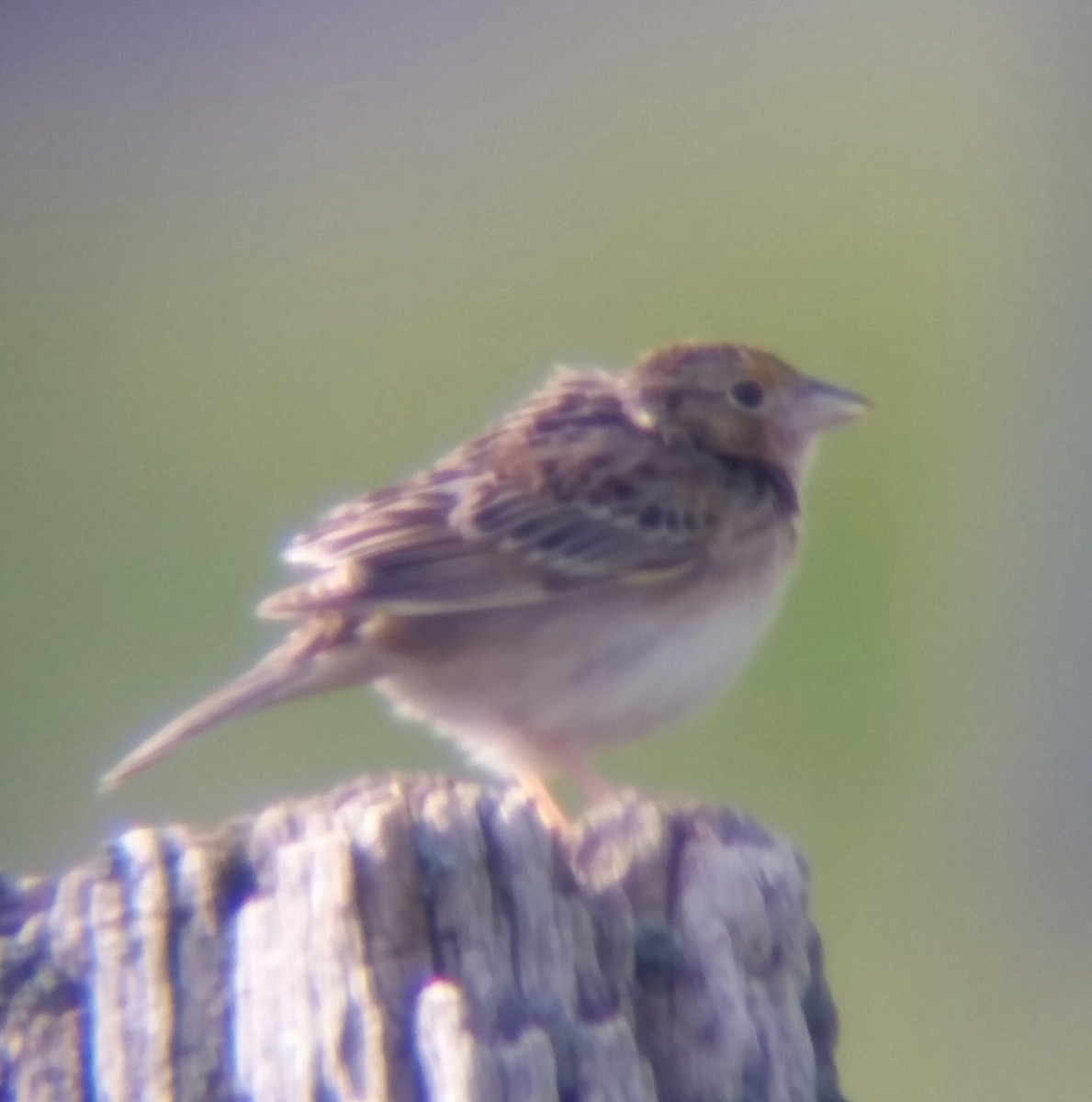 Grasshopper Sparrow - ML34360351