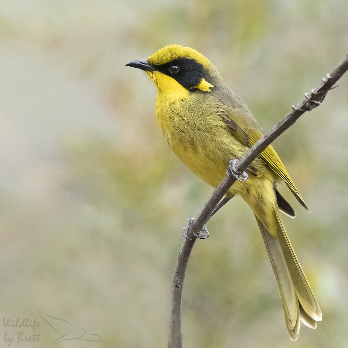 Yellow-tufted Honeyeater - Brett Mezen