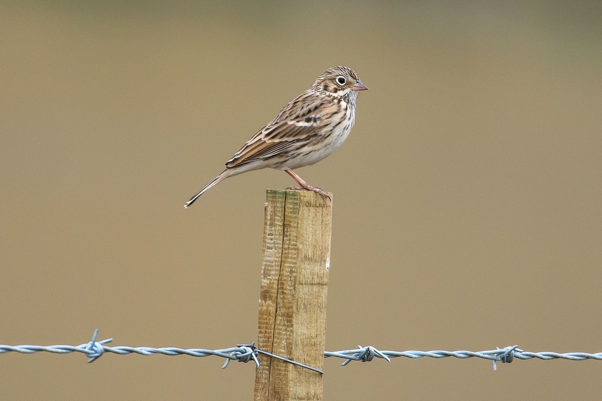 Vesper Sparrow - John Reynolds