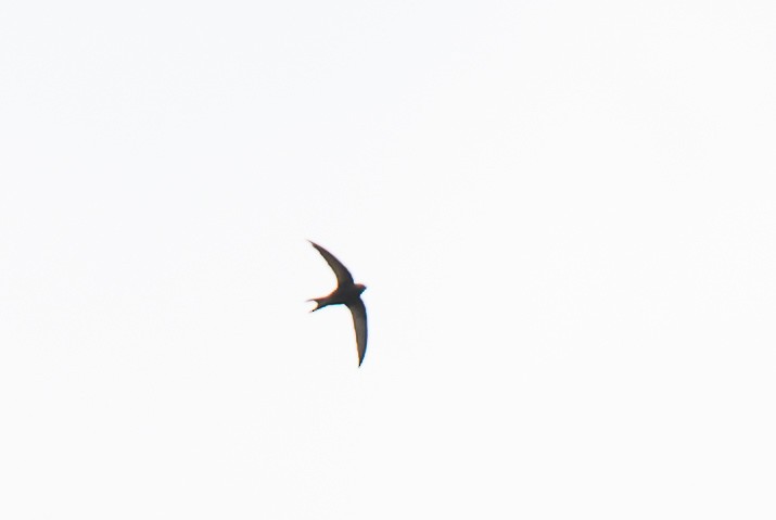 Common Swift - ML343604771