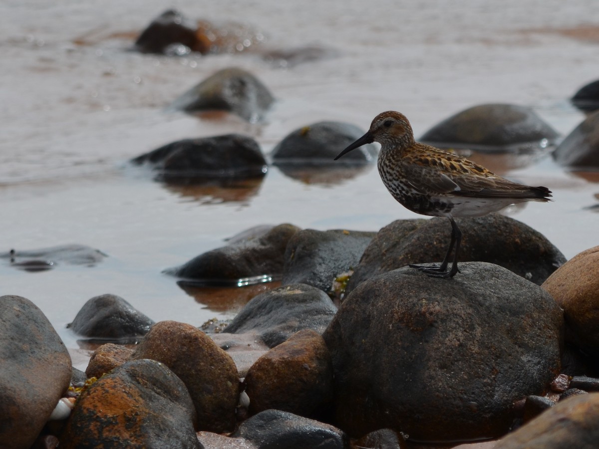 Dunlin - ML343606571