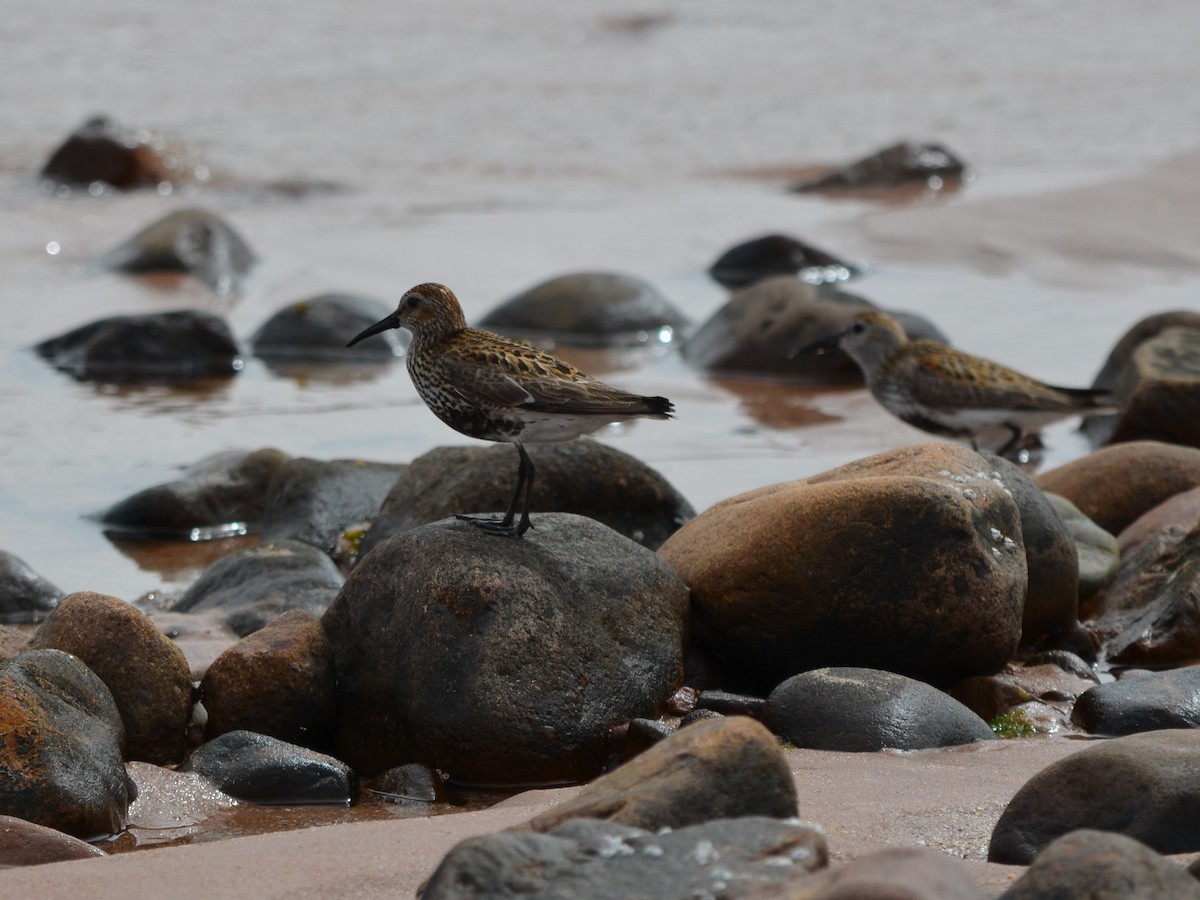 Dunlin - ML343606651