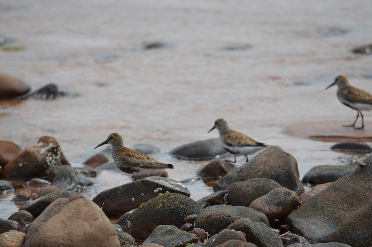 Dunlin - ML343606671