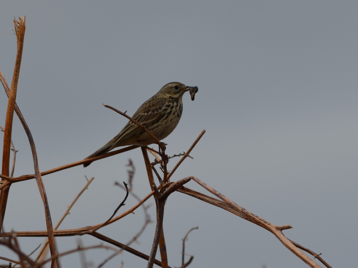 Meadow Pipit - ML343606811