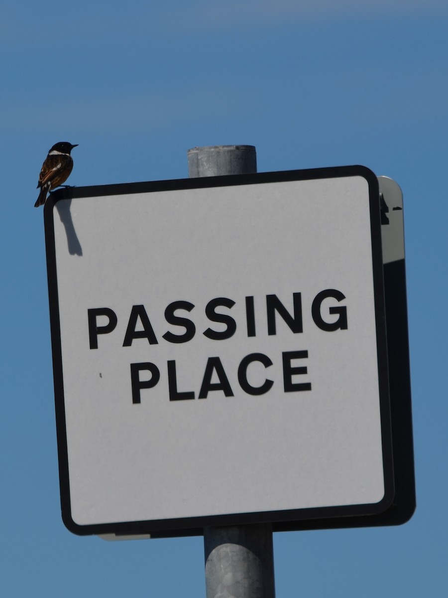 European Stonechat - ML343606991