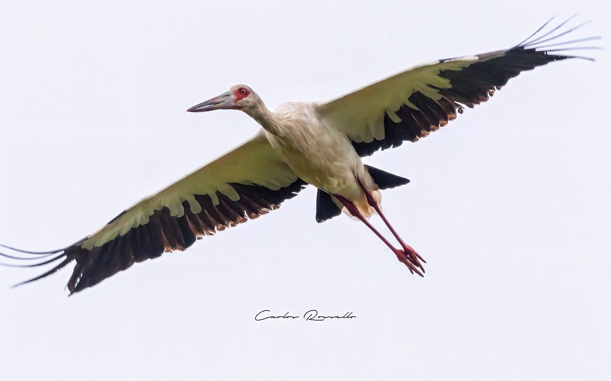 Maguari Stork - Carlos Rossello