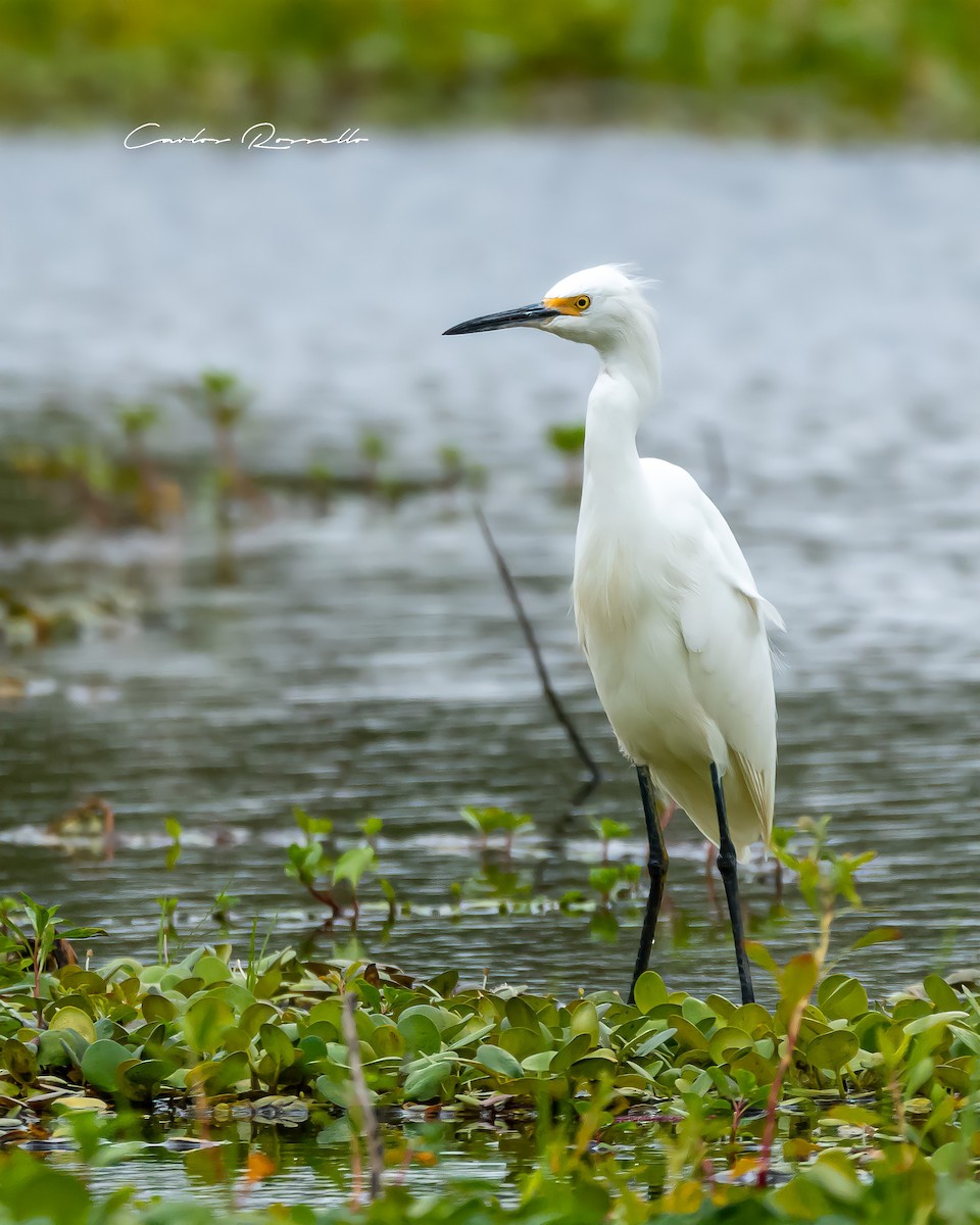 Snowy Egret - Carlos Rossello