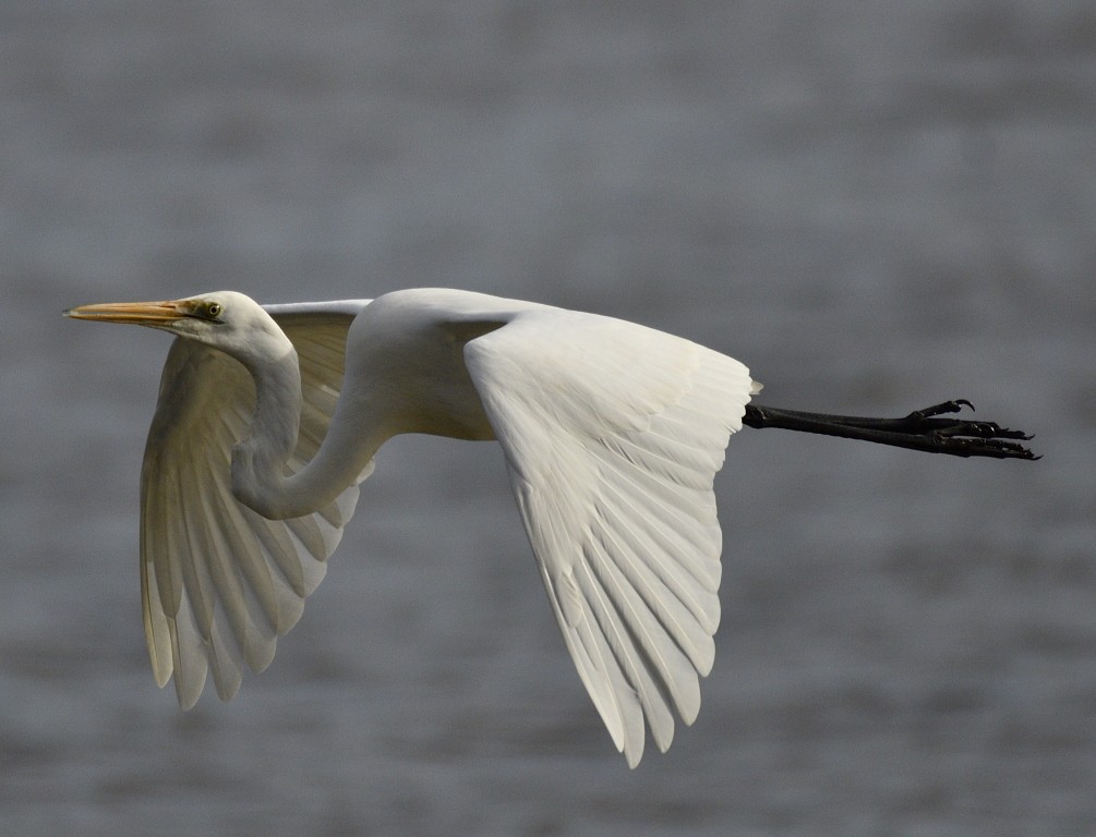 Great Egret - ML343612001