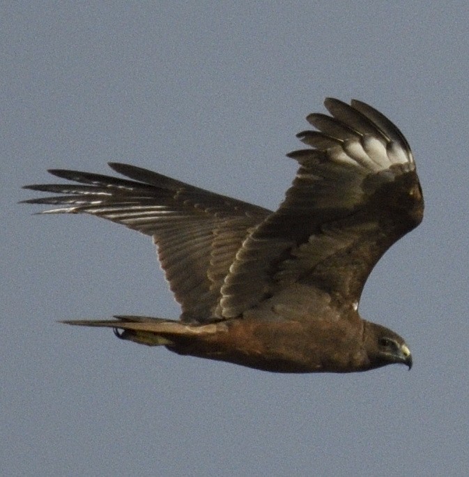 Swamp Harrier - Mark Clayton