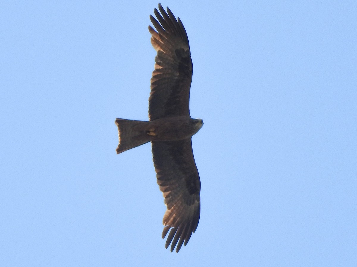 Black Kite - ML343613431