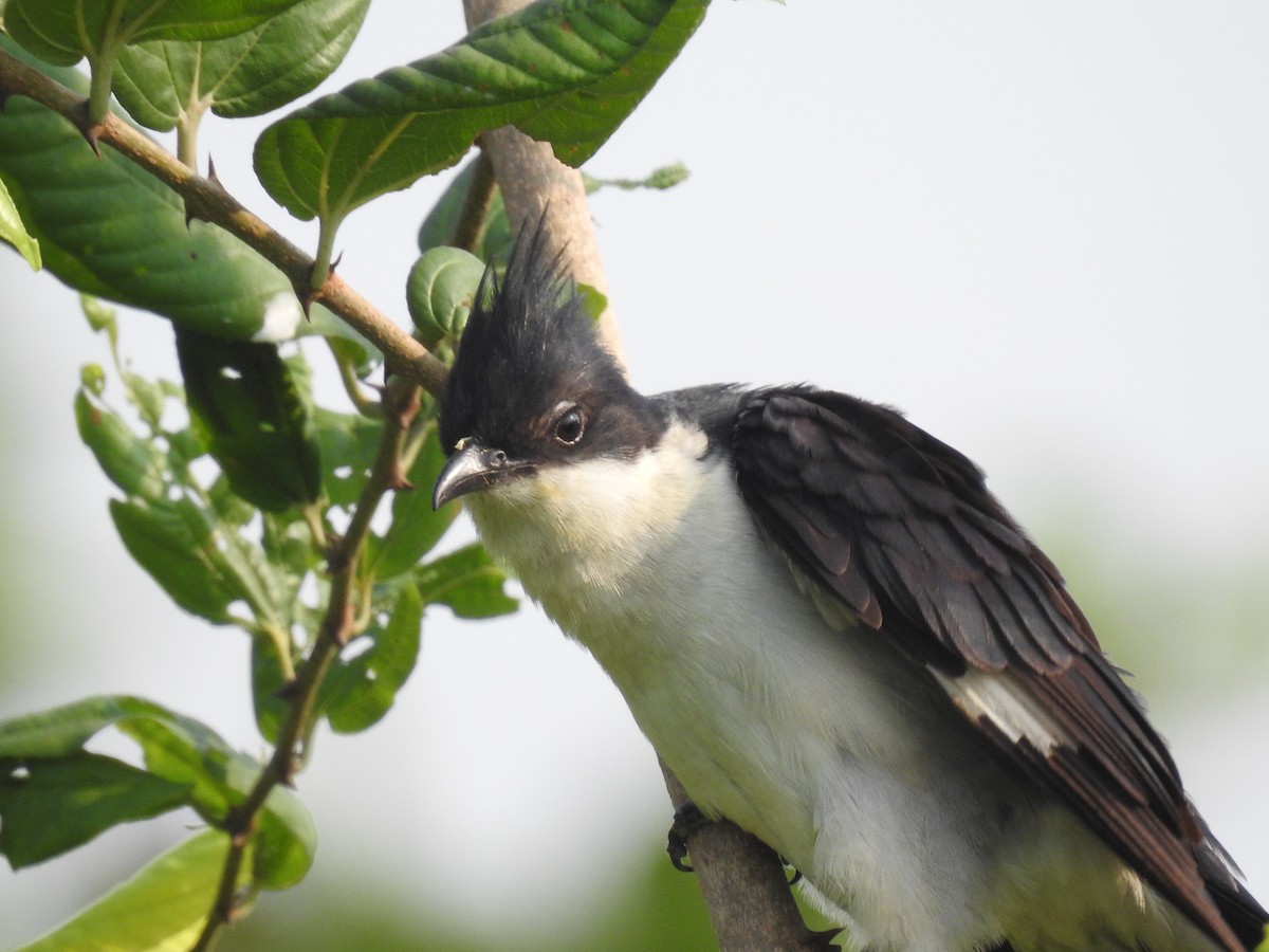 Pied Cuckoo - ML343614141