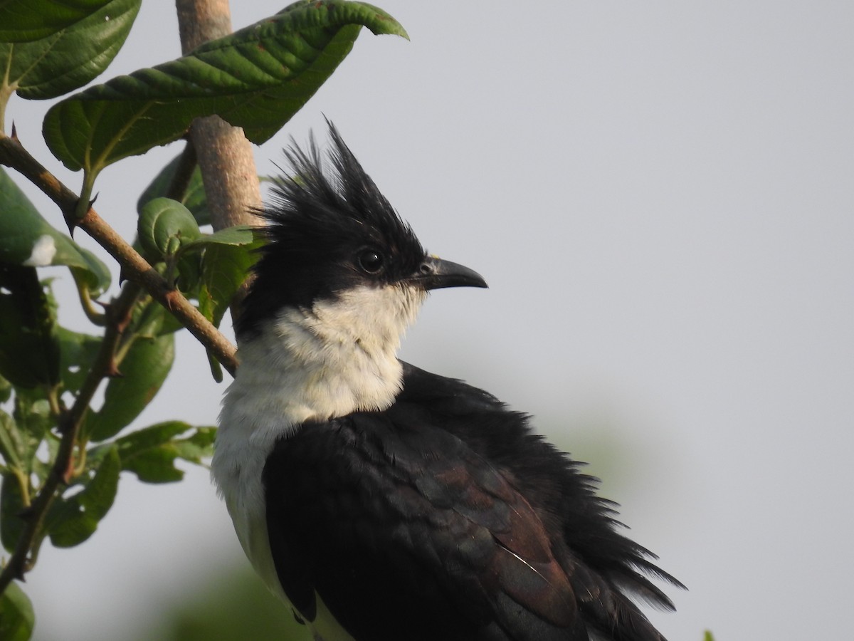 Pied Cuckoo - Kalyani Kapdi