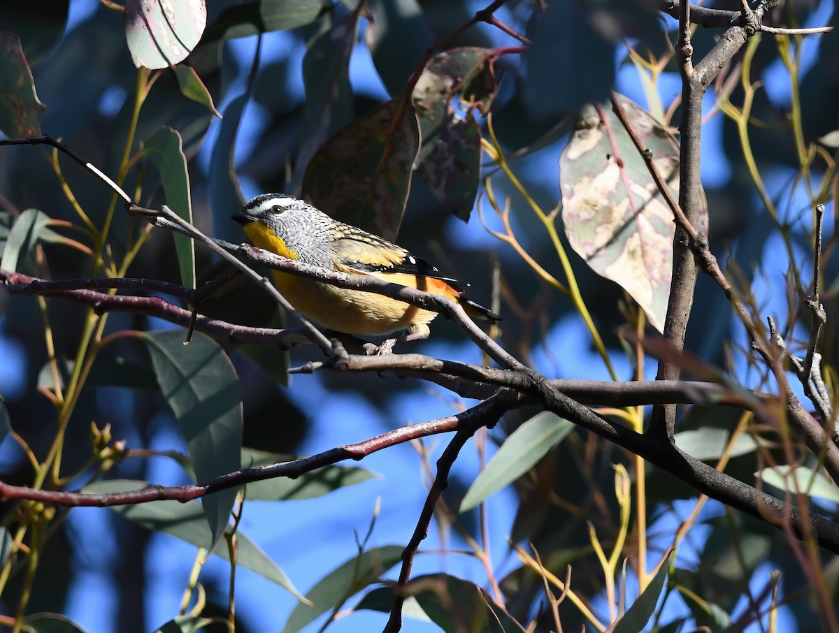 Pardalote Moteado - ML343615631