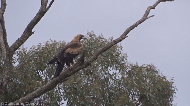 Águila Audaz - ML343616231