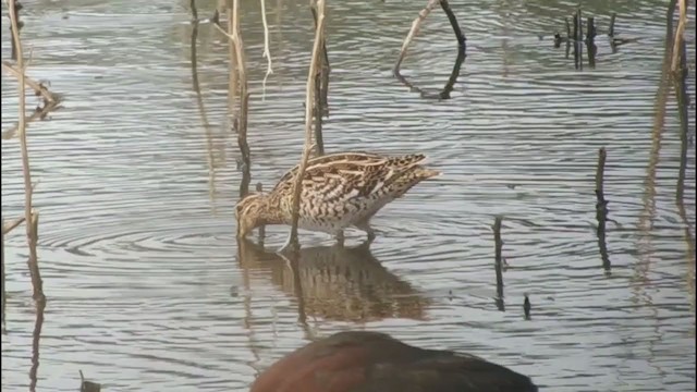 bekasina větší - ML343616881