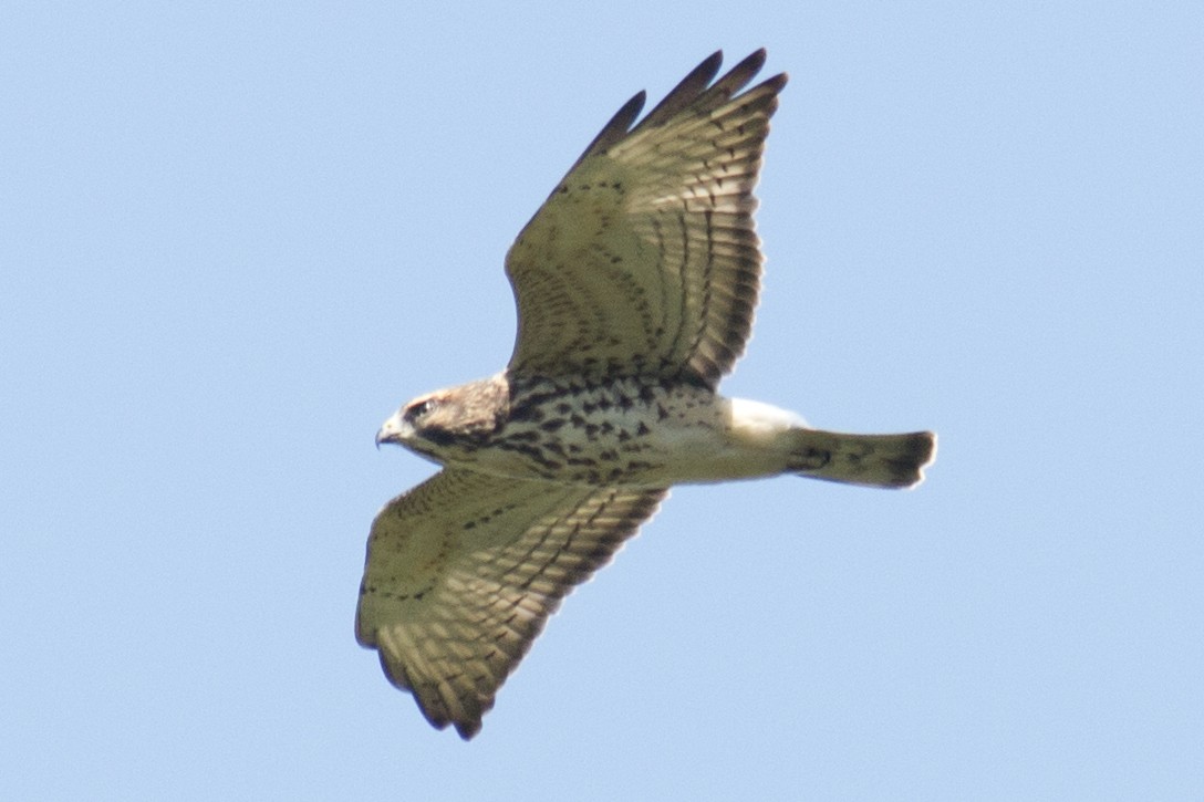 Broad-winged Hawk - ML34361741