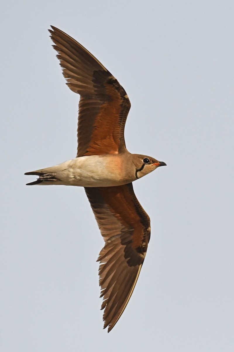 Oriental Pratincole - Gagan Bedi