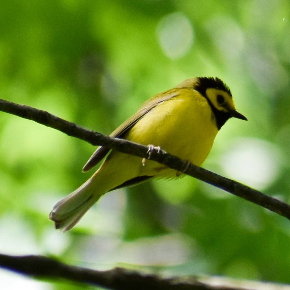 Hooded Warbler - ML343617871