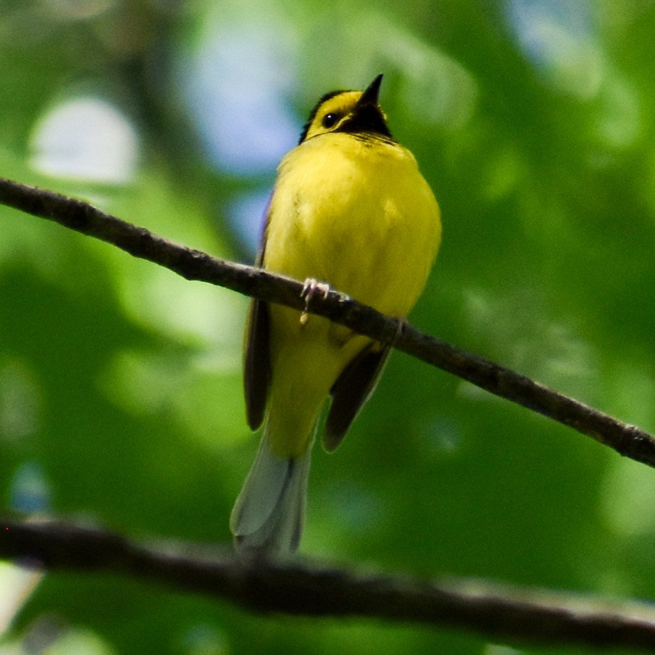 Hooded Warbler - ML343617881