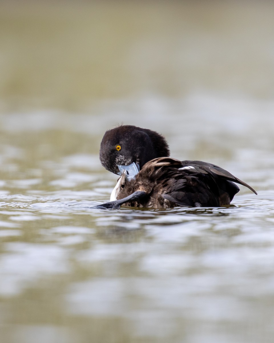 鳳頭潛鴨 - ML343618231