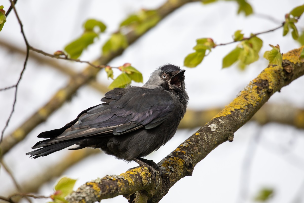 Eurasian Jackdaw - ML343618371